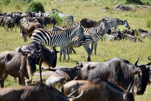 Great Migration — wildebeest crossing the Serengeti