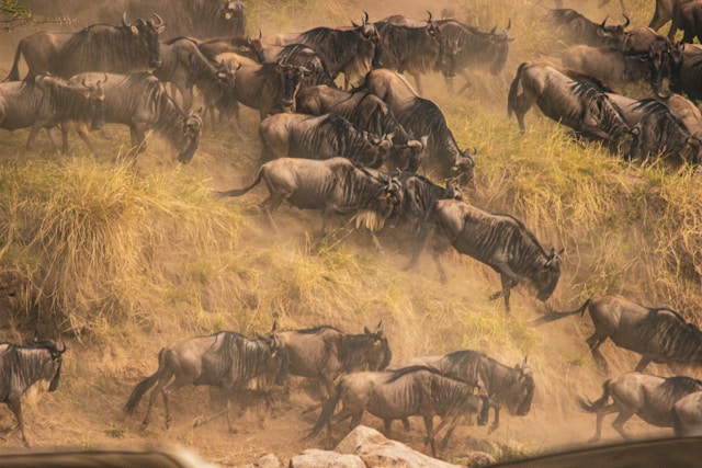 Wildebeest on the Serengeti plains